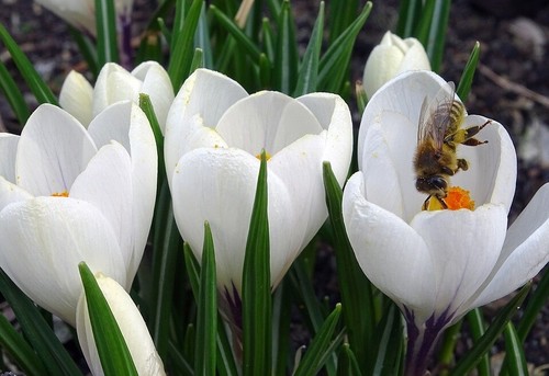 Schneekrokusse weiss krokusse - schneekrokusse,