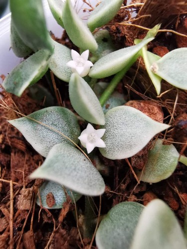 Heavenly hoya dischidia - heavenly,