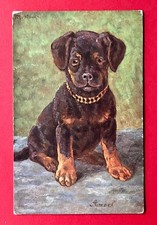 Künstler AK von M. Stacks 1909 Rottweiler Welpe ( 144805