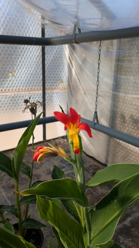 Cana indica wildform - cana, indica,