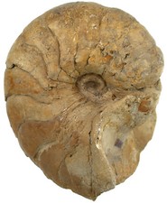 Dogger  Großer Cenoceras sp.  Nautilus  Nautilide  Niort Frankreich  KE16-3