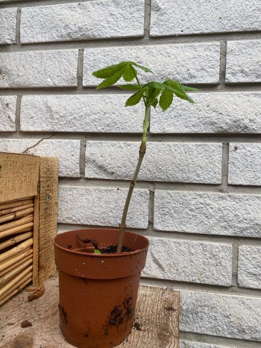 Aesculus carnea rotblühende - aesculus,