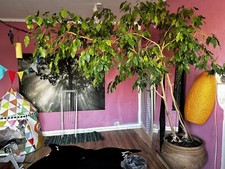 große zimmerpflanzen