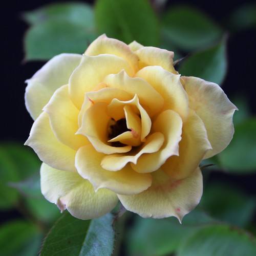 Bodendecker rose rosa the - bodendecker,