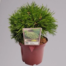 Zwerg Bergkiefer 'Benjamin', Höhe 20-25 cm, Topf 3 Liter, 3er-Set