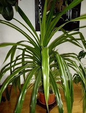 Pandan Palme Schraubenbaum