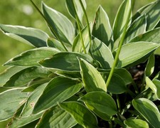 Hosta Funkie " Little White
