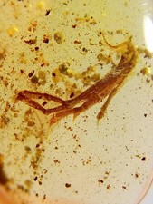 Eidechse Bein Knochen Leg