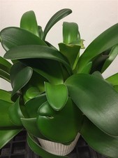 Elefantenohr "Haemanthus albiflos" Zimmerpflanze Pinselblume kleiner Ableger