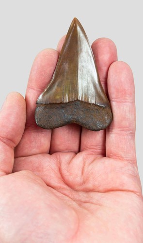 Isurus hastalis big tooth - hastalis, mako
