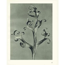 1929 LARKSPUR DRIEF LEAF Print