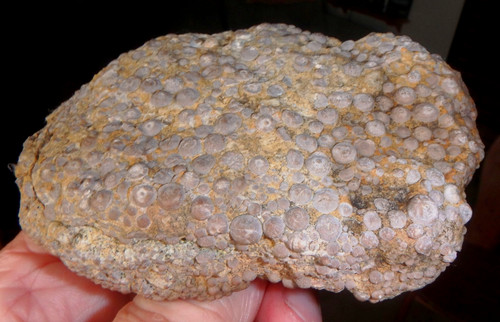 Fossilien mineralien gestein - fossilien,