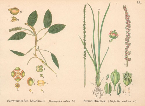 Schwimmendes laichkraut - schwimmendes,