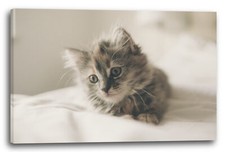 Wandbild Süßes Katzen-Baby