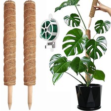 2x Pflanzstab Kokos Monstera
