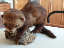 Marder, Baummarder, Iltis