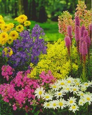 Stauden Paket mit 10