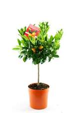Calamondin Stamm Orange Citrus