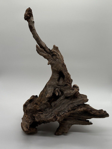 Skulptur holz wurzel - skulptur, höhe
