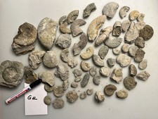 Großes konvolut fossilien - großes,