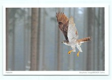 1 AK Postkarte Habicht
