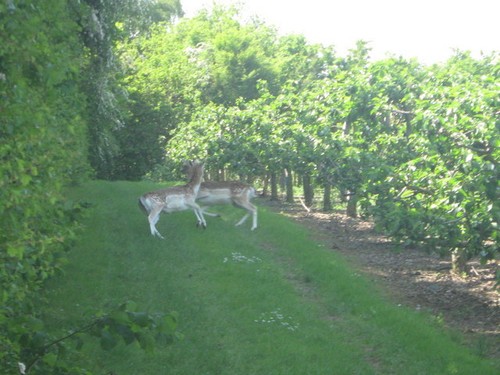 Foto 6x4 erschrockene - , hirsche