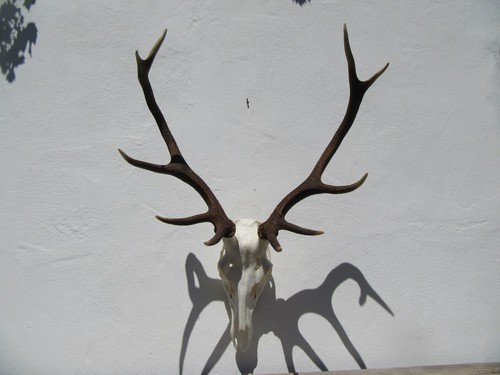 Schönes hirschgeweih hirsch - hirschgeweih,
