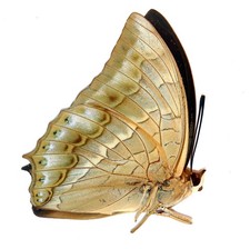 LEPIDOPTERA, NYMPHALIDAE