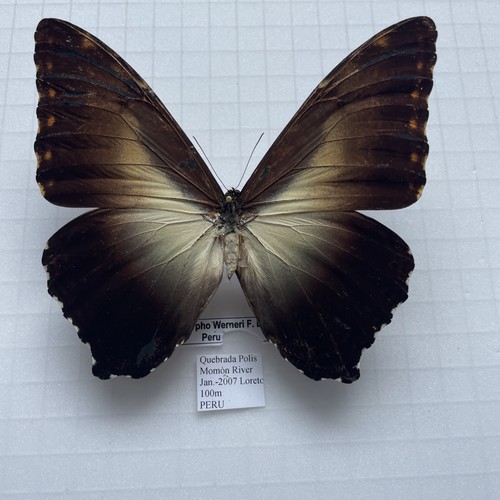Entomologie morpho werneri - entomologie*morpho,