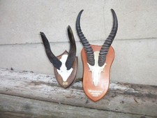 Springbock + Bushbuk Trophäe