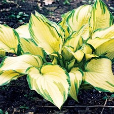 Hosta Knolle Zierblätter