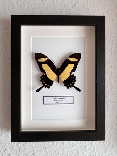 Echter schmetterling - echter,