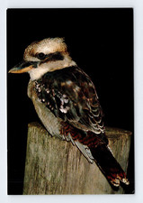 Kookaburra Australia Unused