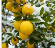 2 winterharte Bergzitrone