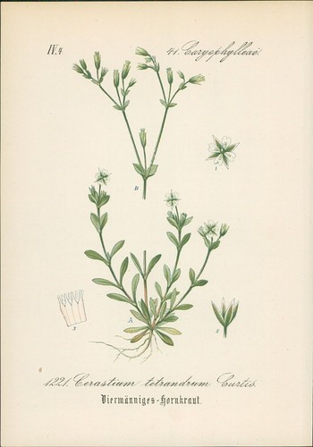 Chromolithographie - ,