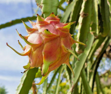 SAMEN die Drachenfrucht-Kaktee