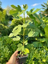Ficus carica brown - ficus,