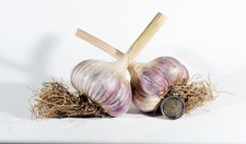 Knoblauch Ljubascha – 500 g ( 8-15 Knollen) für nur 8,99 EUR