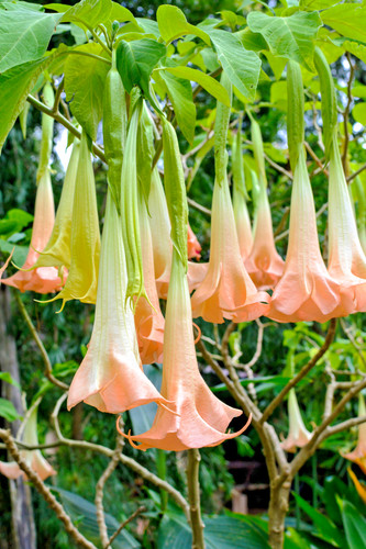 Gute blumen samen - blumen, große