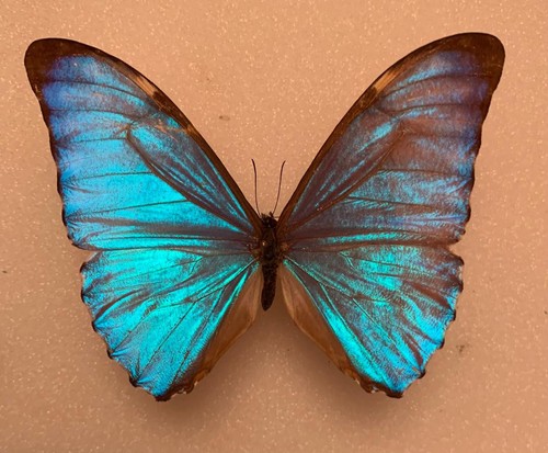Morpho aurora sehr schön rar