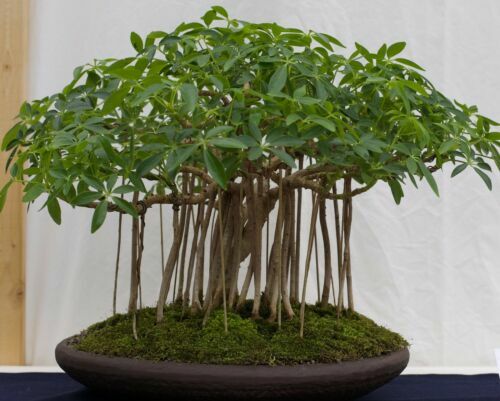 Super samen bonsai - super,