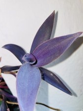 Tradescantia Pallida Purpurea