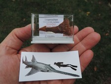 Zahn vom Sägerochen