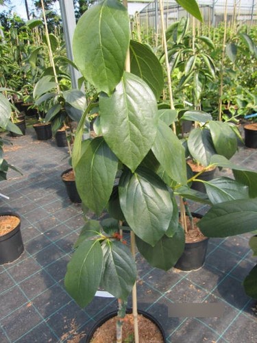 Diospyros kaki sheng - diospyros,