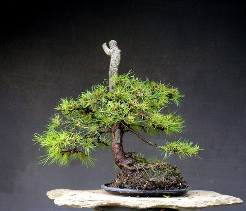 Bonsai outdoor winterhart