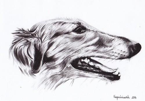 Windhund levrier barsoi - windhund,