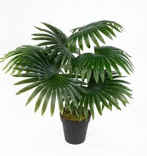 Fächerpalme Real Touch