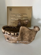 Homo heidelbergensis -