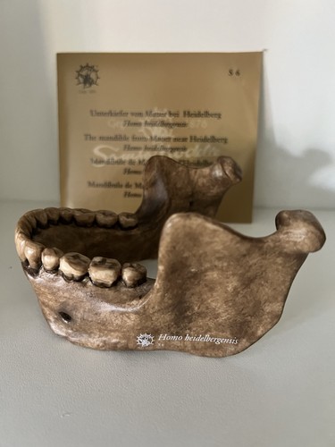 Homo heidelbergensis - ,