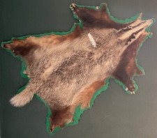 Dachsfell, guter Zustand, ca. 100cm x 70cm